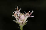 Coastal plain palafox